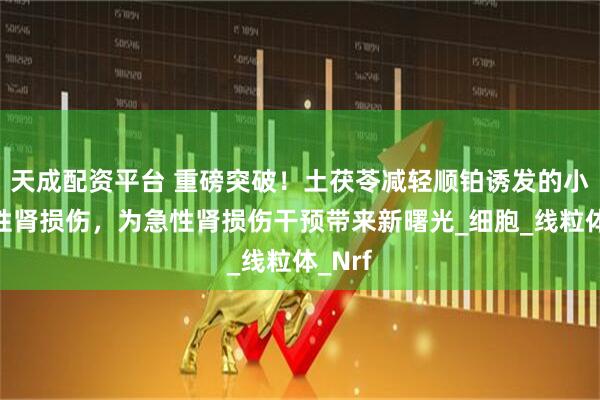 天成配资平台 重磅突破！土茯苓减轻顺铂诱发的小鼠急性肾损伤，为急性肾损伤干预带来新曙光_细胞_线粒体_Nrf